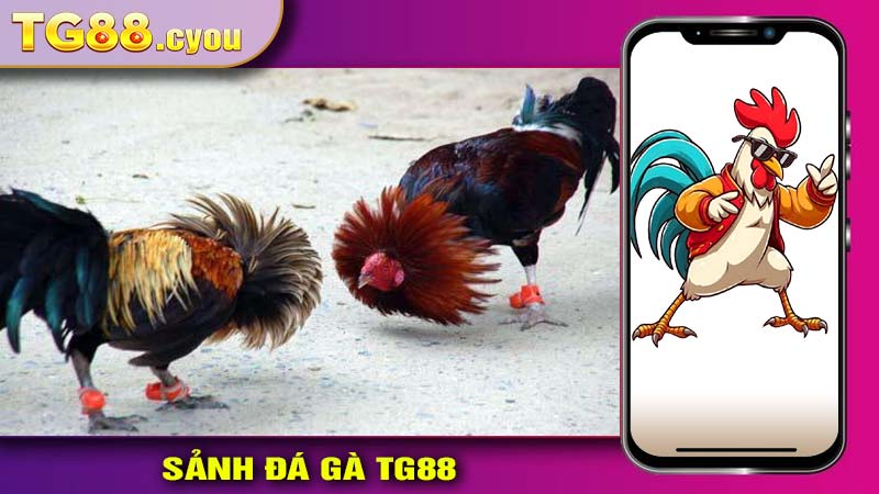 Tìm hiểu sơ lược về đá gá TG88